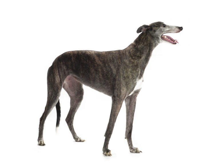 isolated greyhound Greyhound