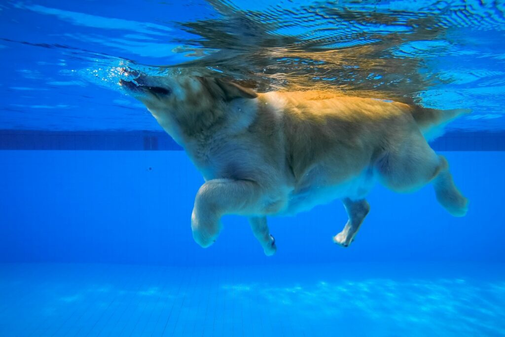 Natación para perros