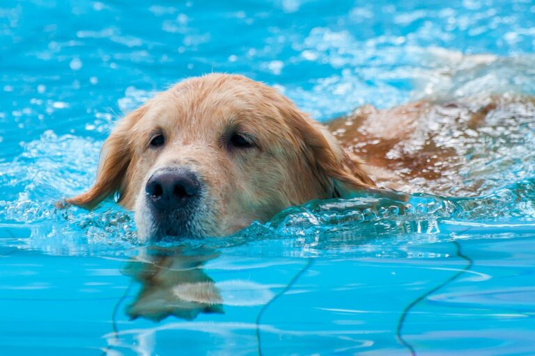 Natación para perros