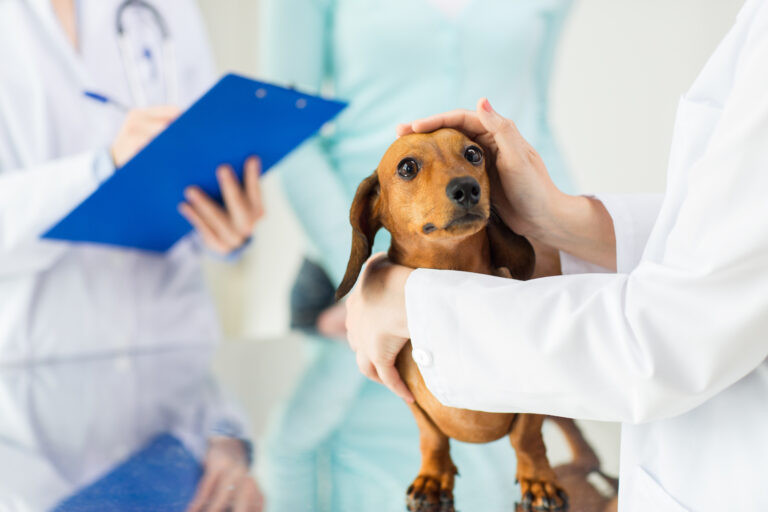 Parvovirosis en perros