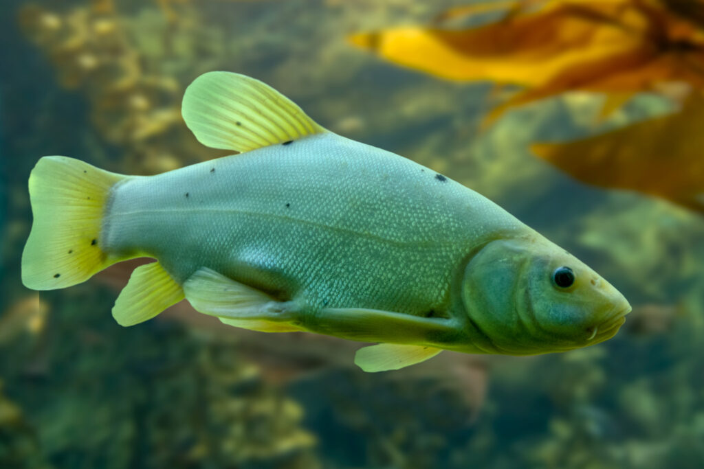 Peces de estanque