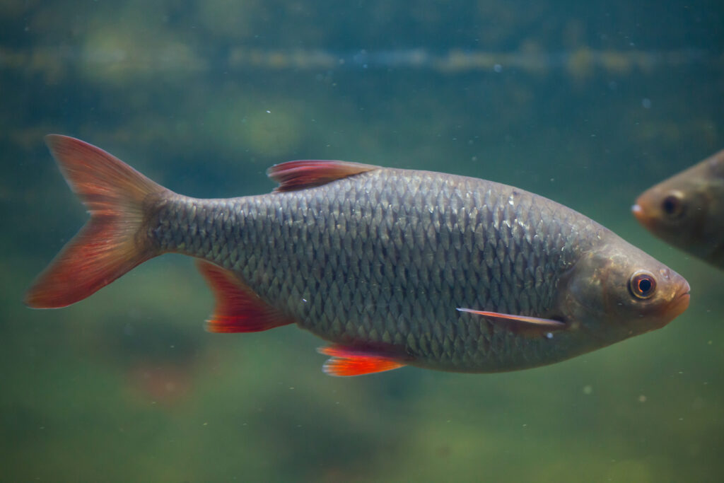 Peces de estanque