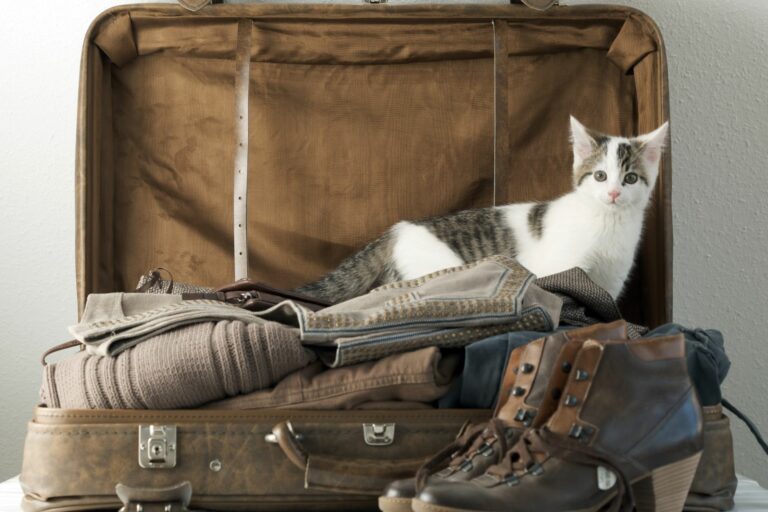 Qué hacer con el gato en vacaciones