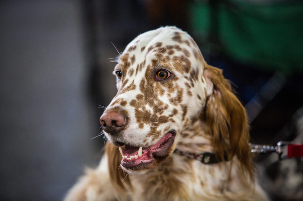 Setter inglés