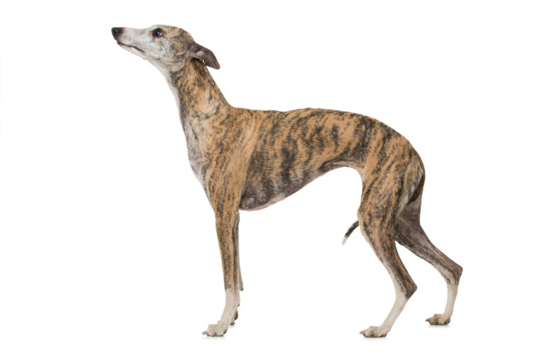 Whippet