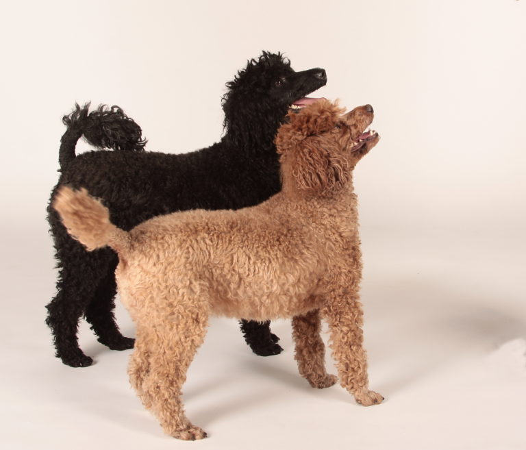 caniche enano caniche enano