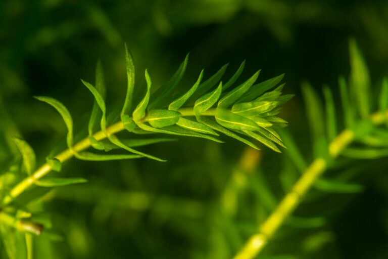 tierra para plantas de acuario