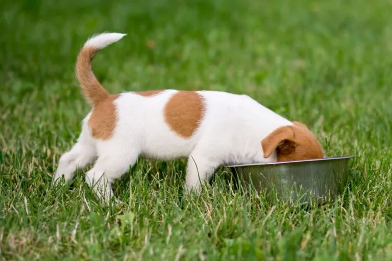 Guía de porciones de comida para cachorros