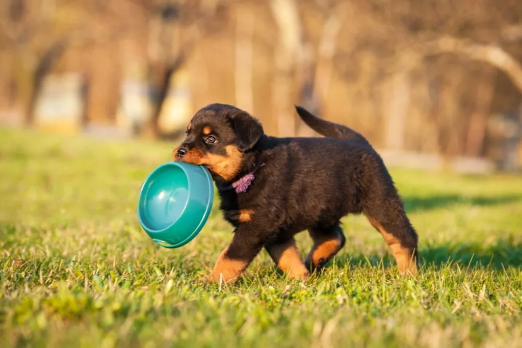 Advertencia sobre crecimiento r&aacute;pido en cachorros