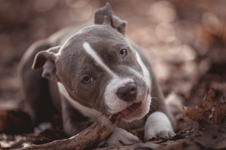 American bully