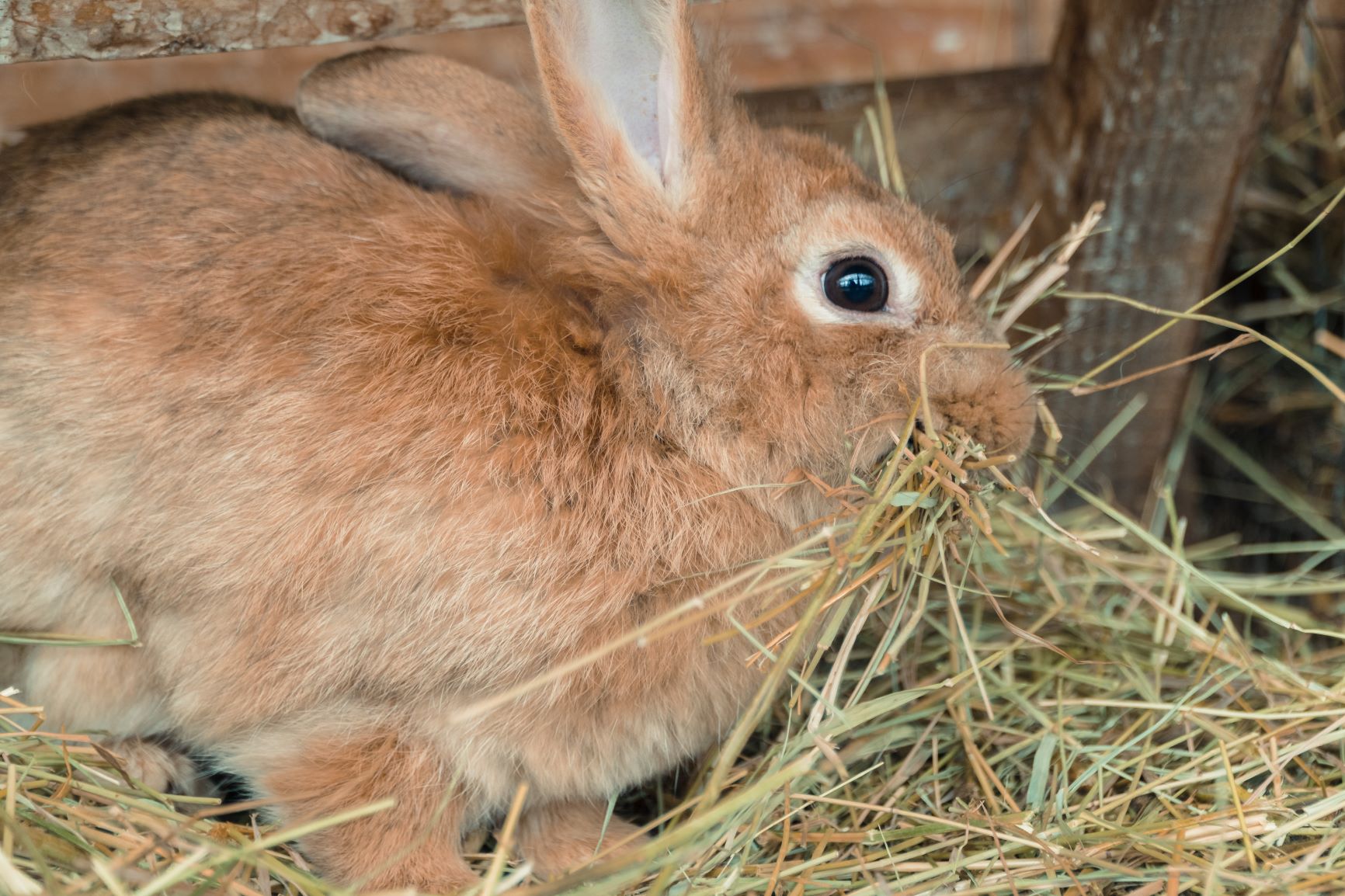 Coccidiosis en conejos