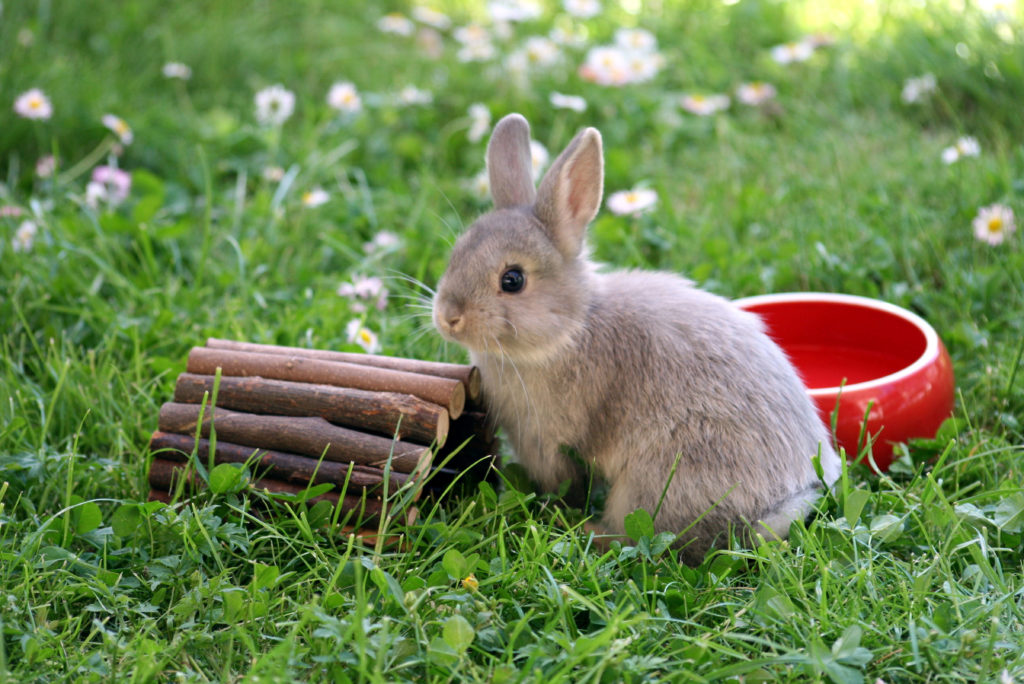 Coccidiosis en conejos