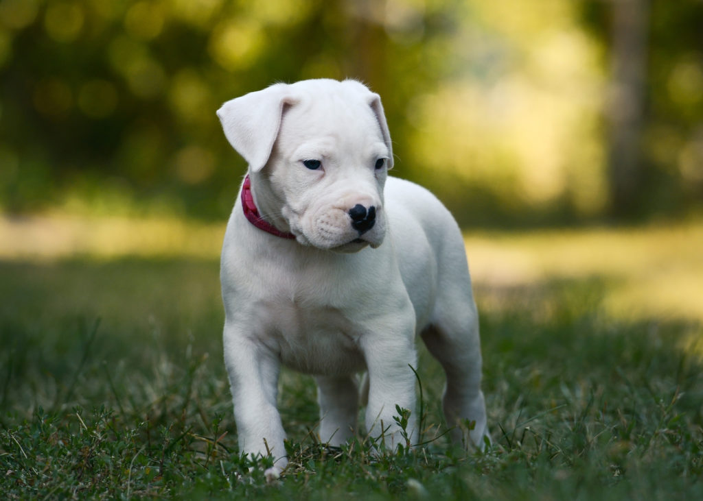 Dogo argentino