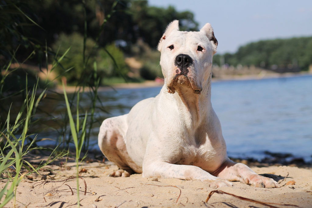 Dogo argentino