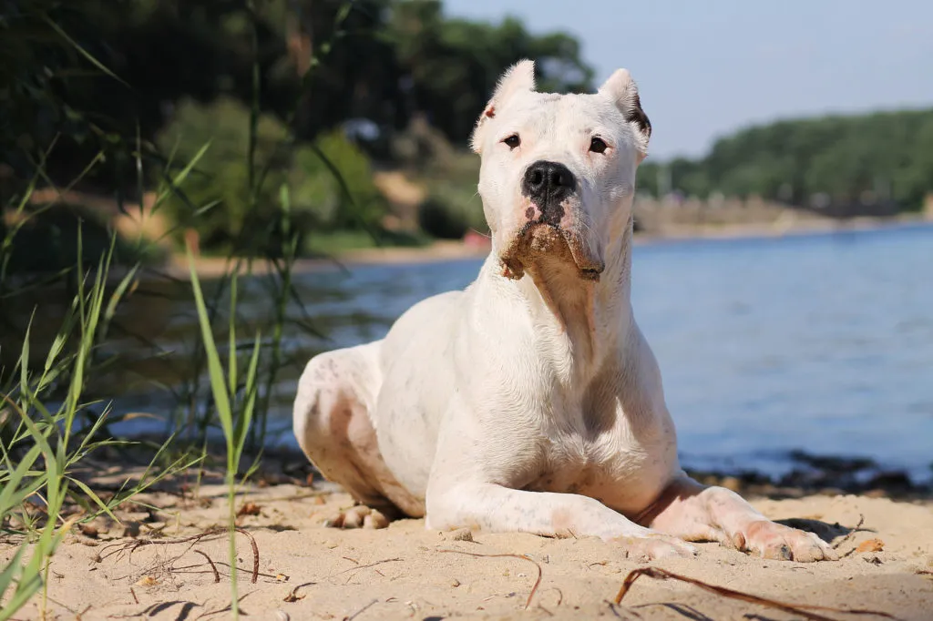 Dogo argentino