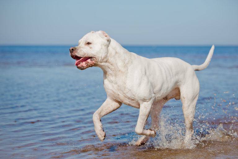 Dogo argentino