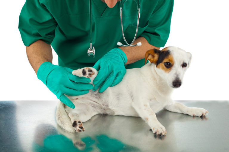 Ligamento cruzado en perros