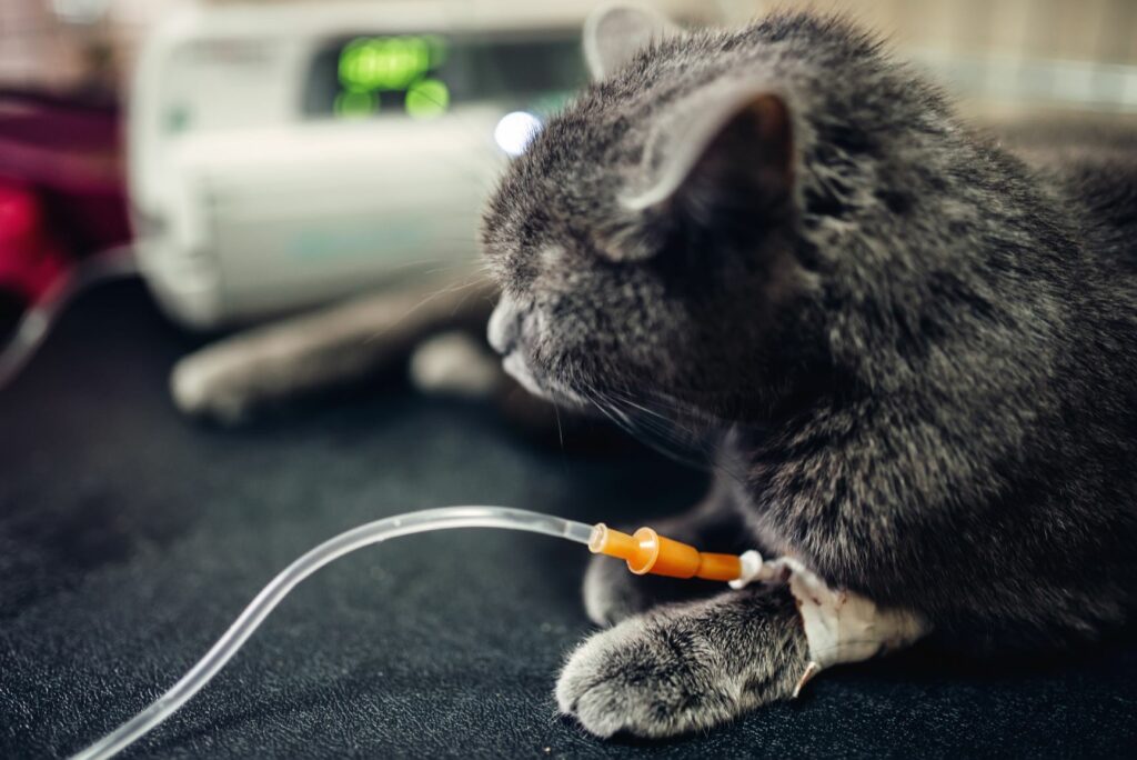 Panleucopenia felina (FPV) | Salud del gato y cuidados | zooplus Magazine