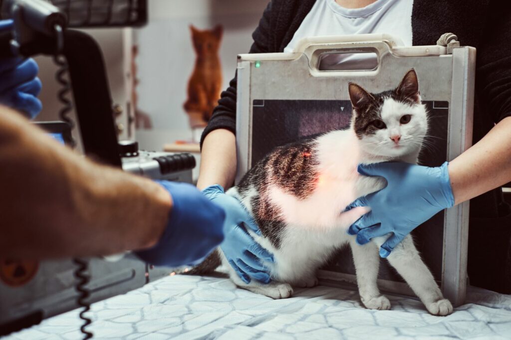 Radiografía de un gato