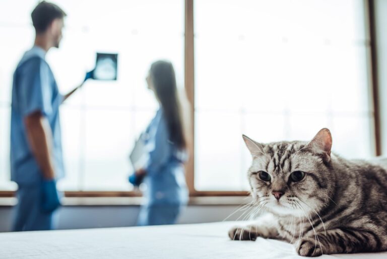 Radiografía de un gato