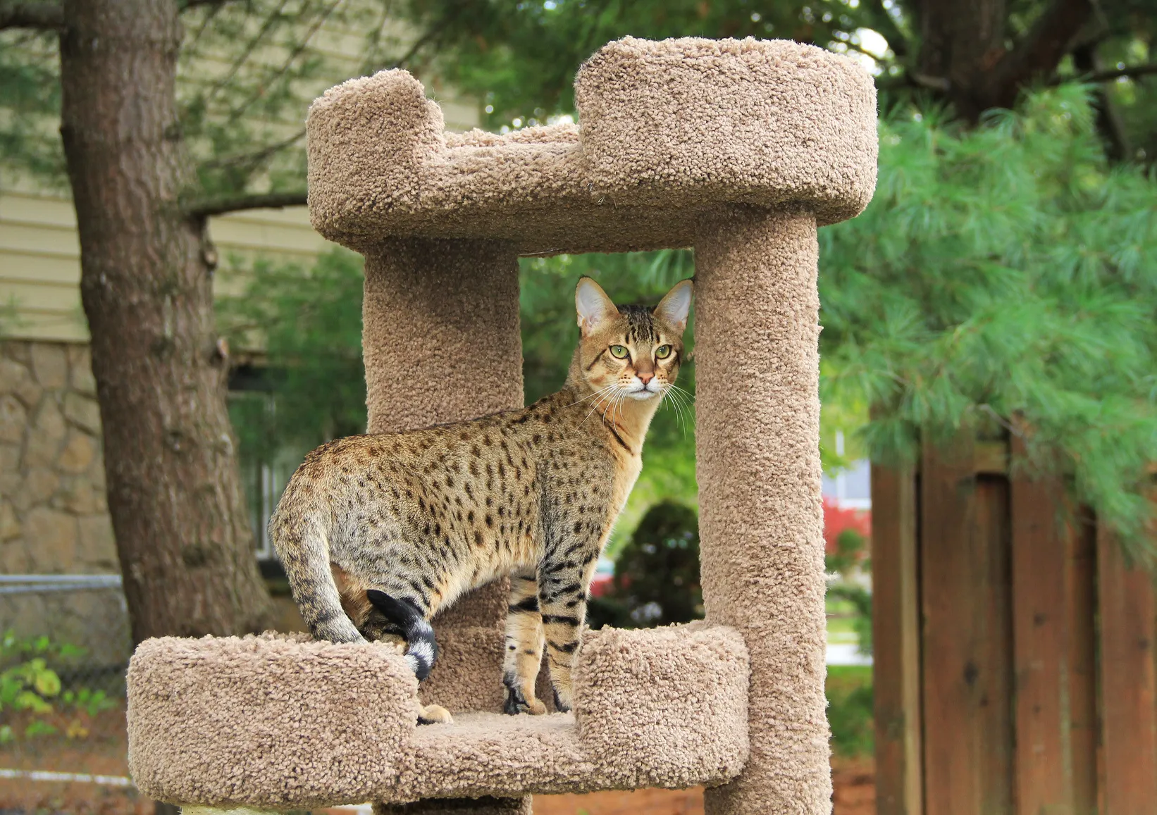 Savannah