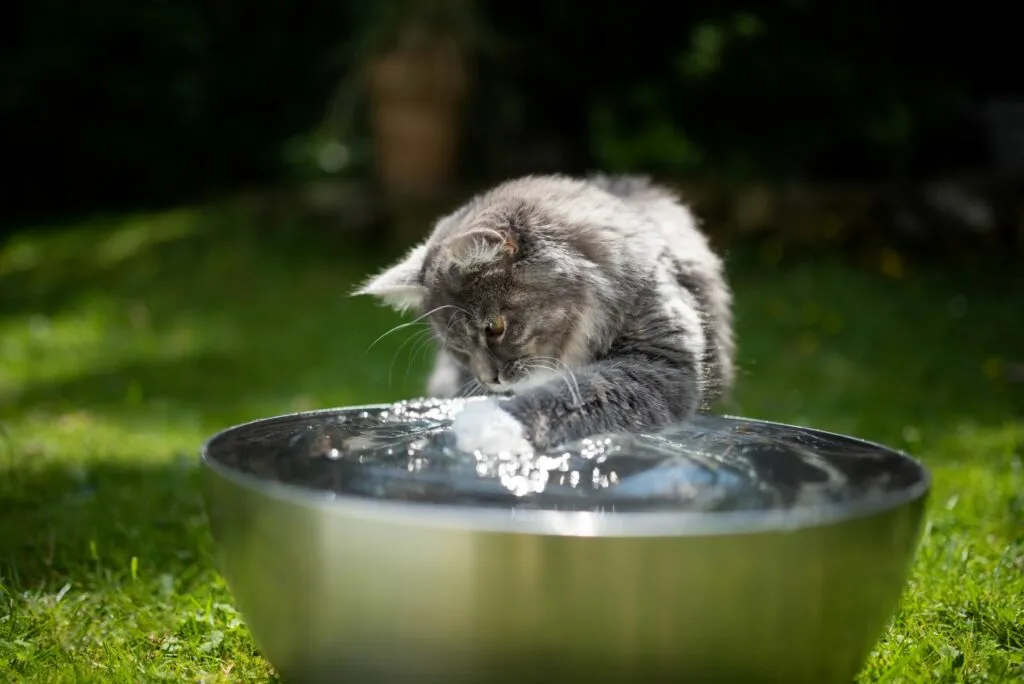 gato en verano