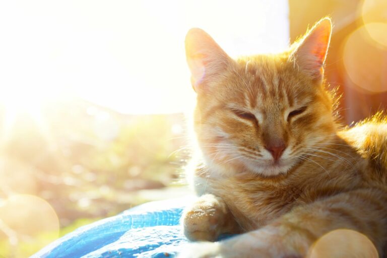 gato en verano