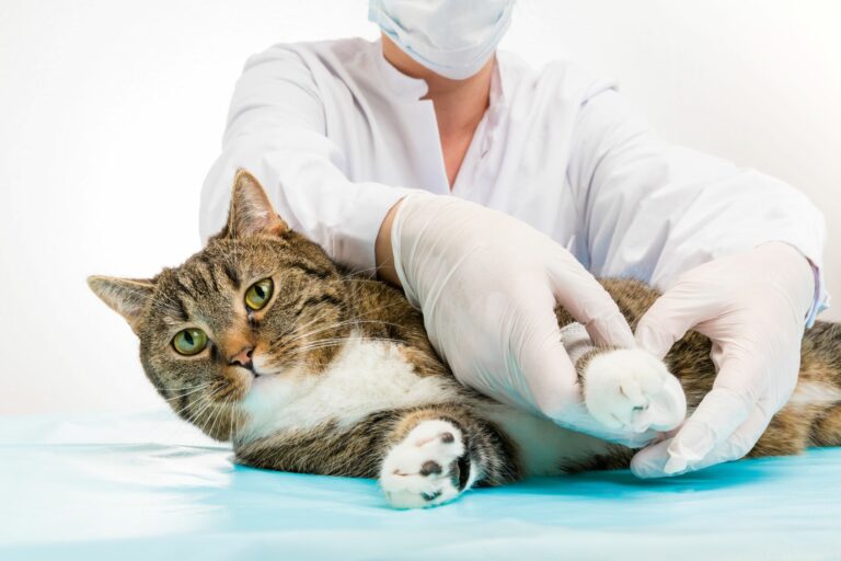 Heridas en patas los gatos: primeros auxilios | zooplus