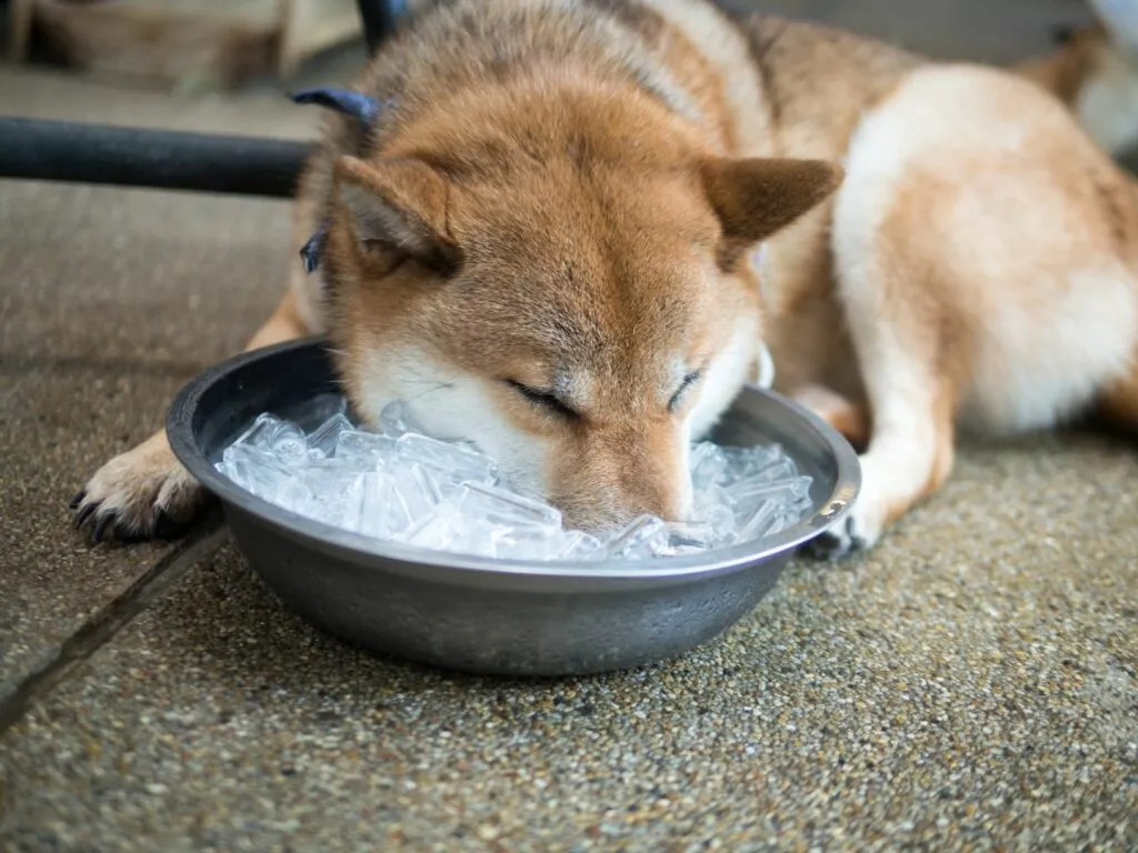 perro en verano