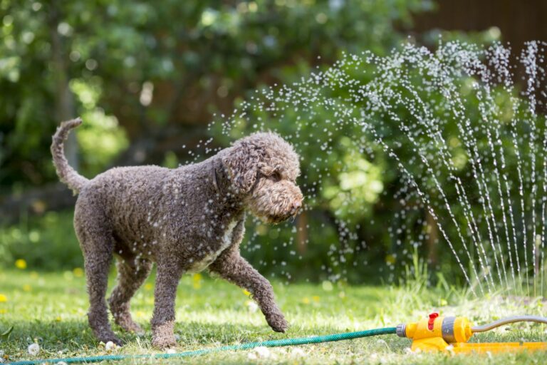 perro en verano