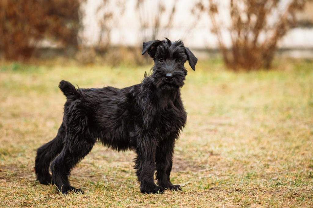 schnauzer gigante