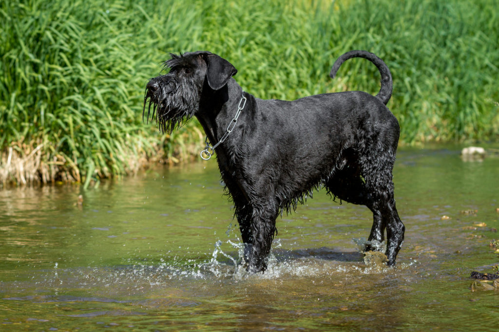 schnauzer gigante