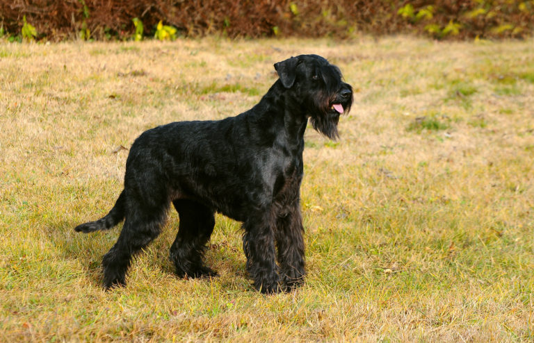 schnauzer gigante