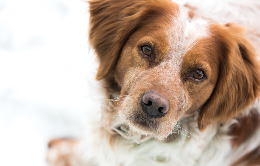 spaniel bretón