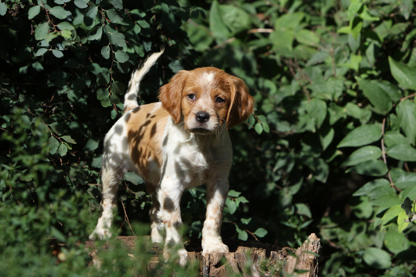 spaniel bretón