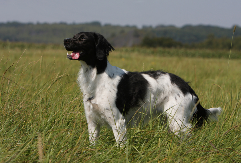 spaniel bretón