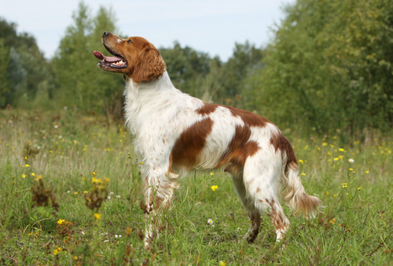 spaniel bretón