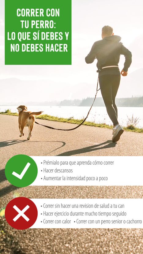 Correr con perro: consejos para mejor | zooplus Magazine