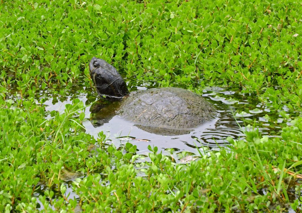 Moschusschildkröte in Teich