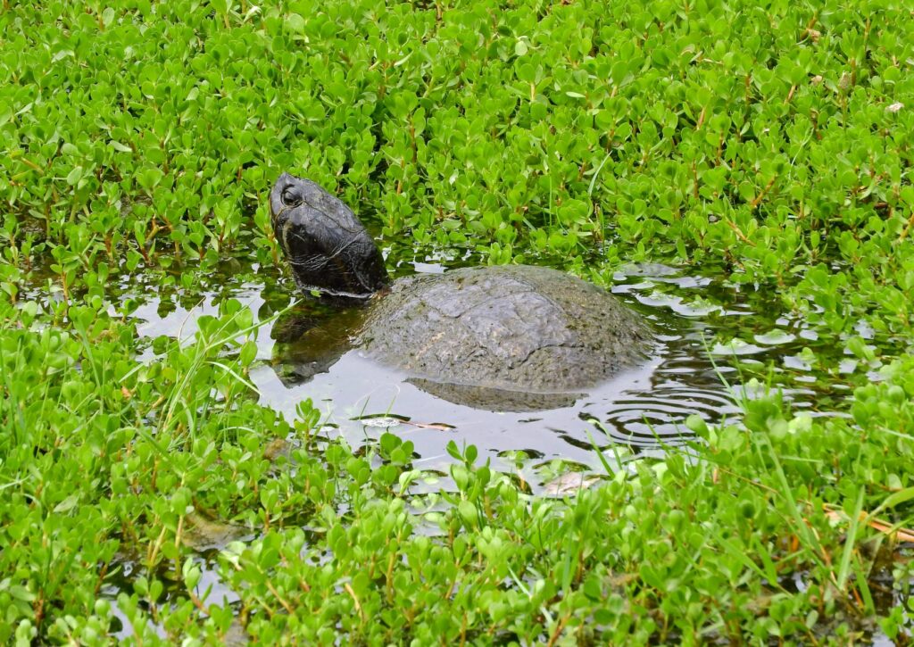 Moschusschildkröte in einem Teich Moschusschildkröte in Teich