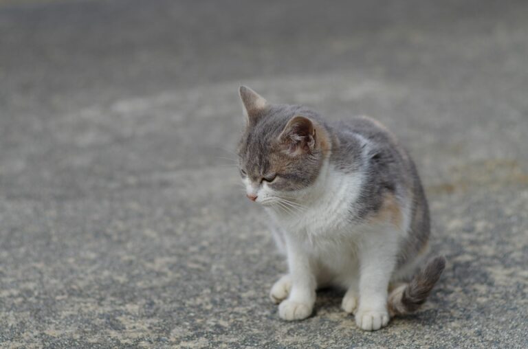 Artritis en gatos