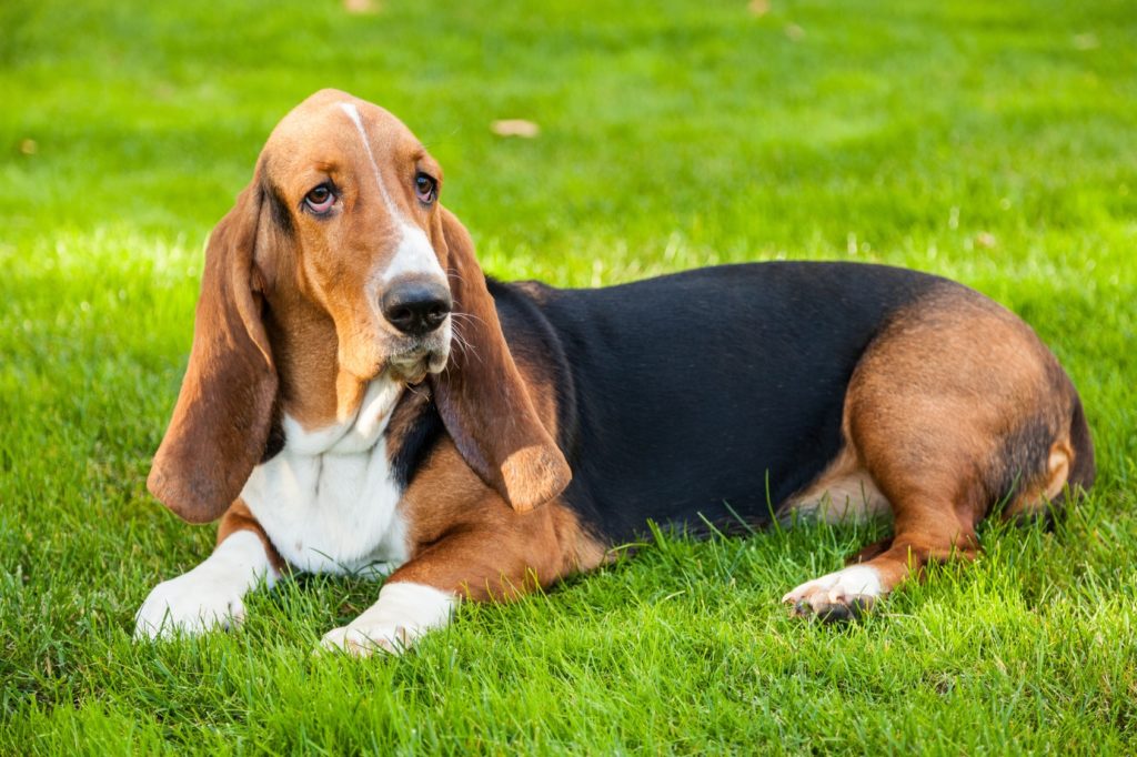 Basset hound