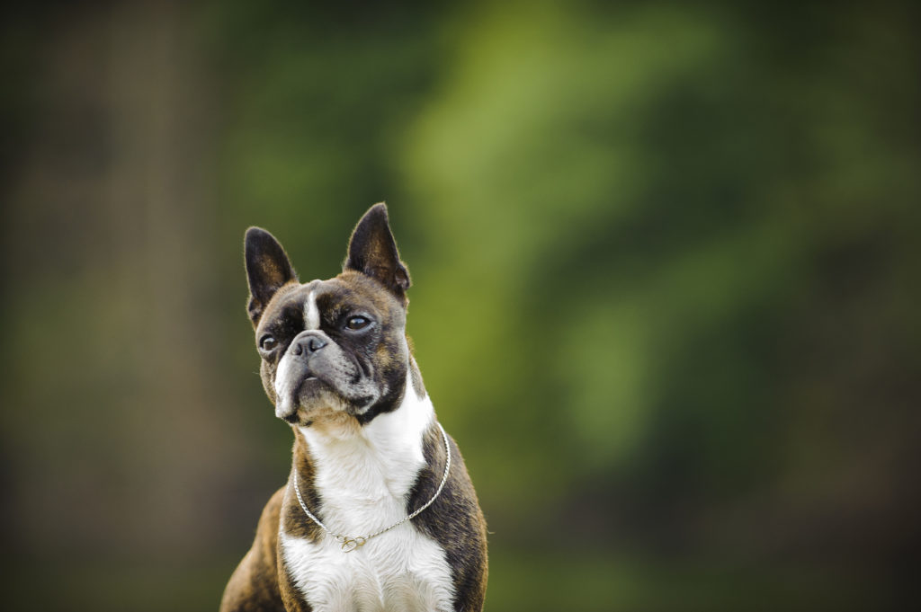 Boston terrier