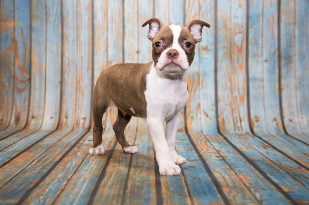 Boston terrier