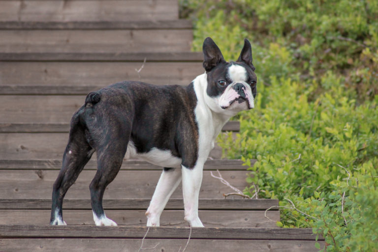 Boston terrier