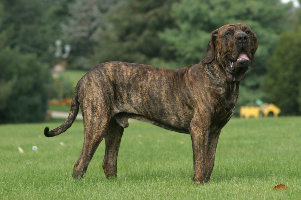 Fila brasileiro