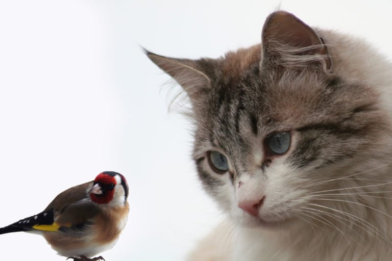 Gatos y pájaros juntos