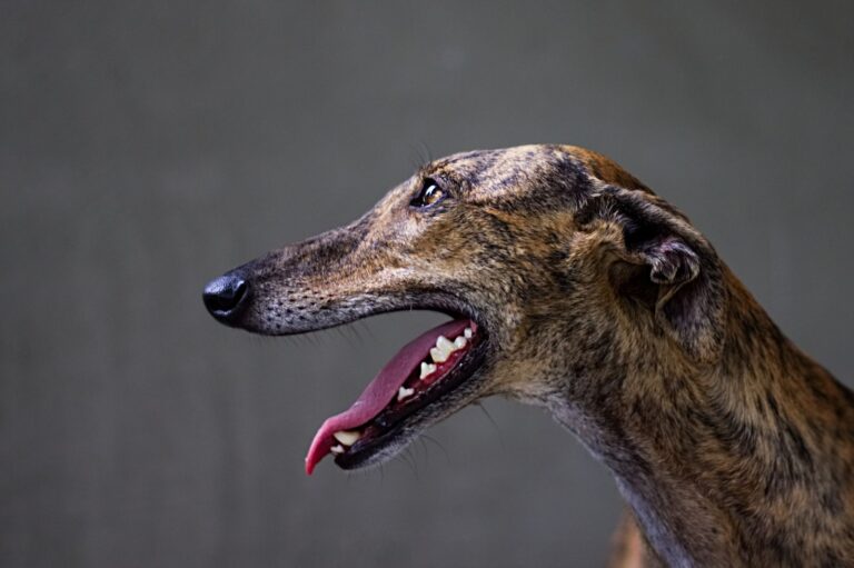 Greyhound