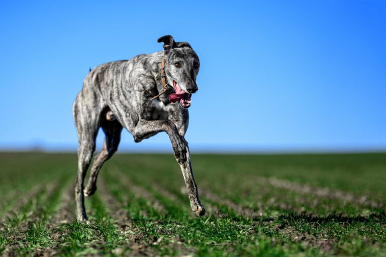 Greyhound