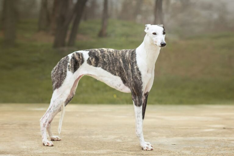 Greyhound